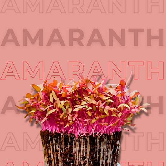 Amaranth
