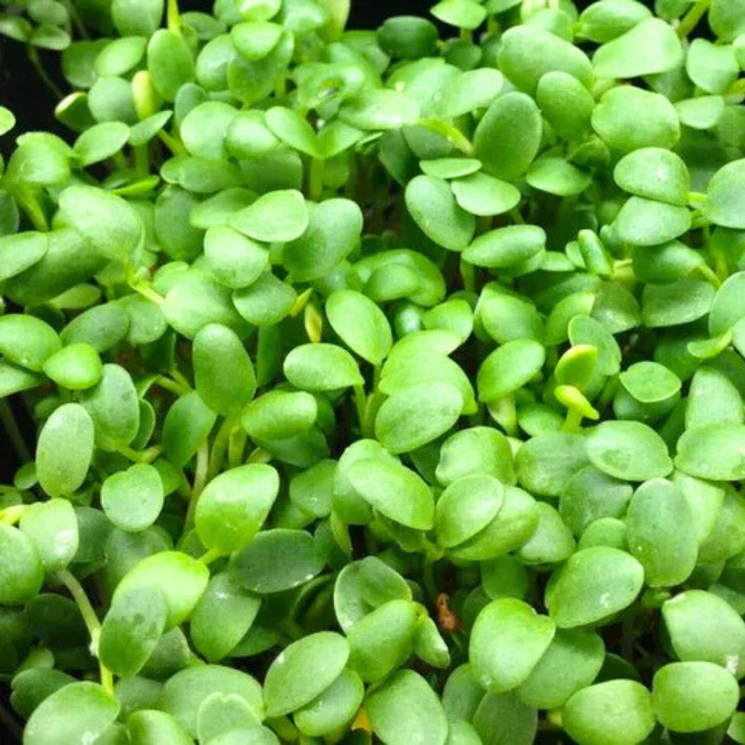 Clover