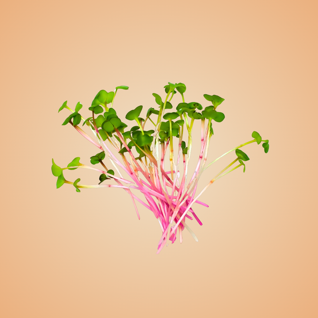 Pink Radish