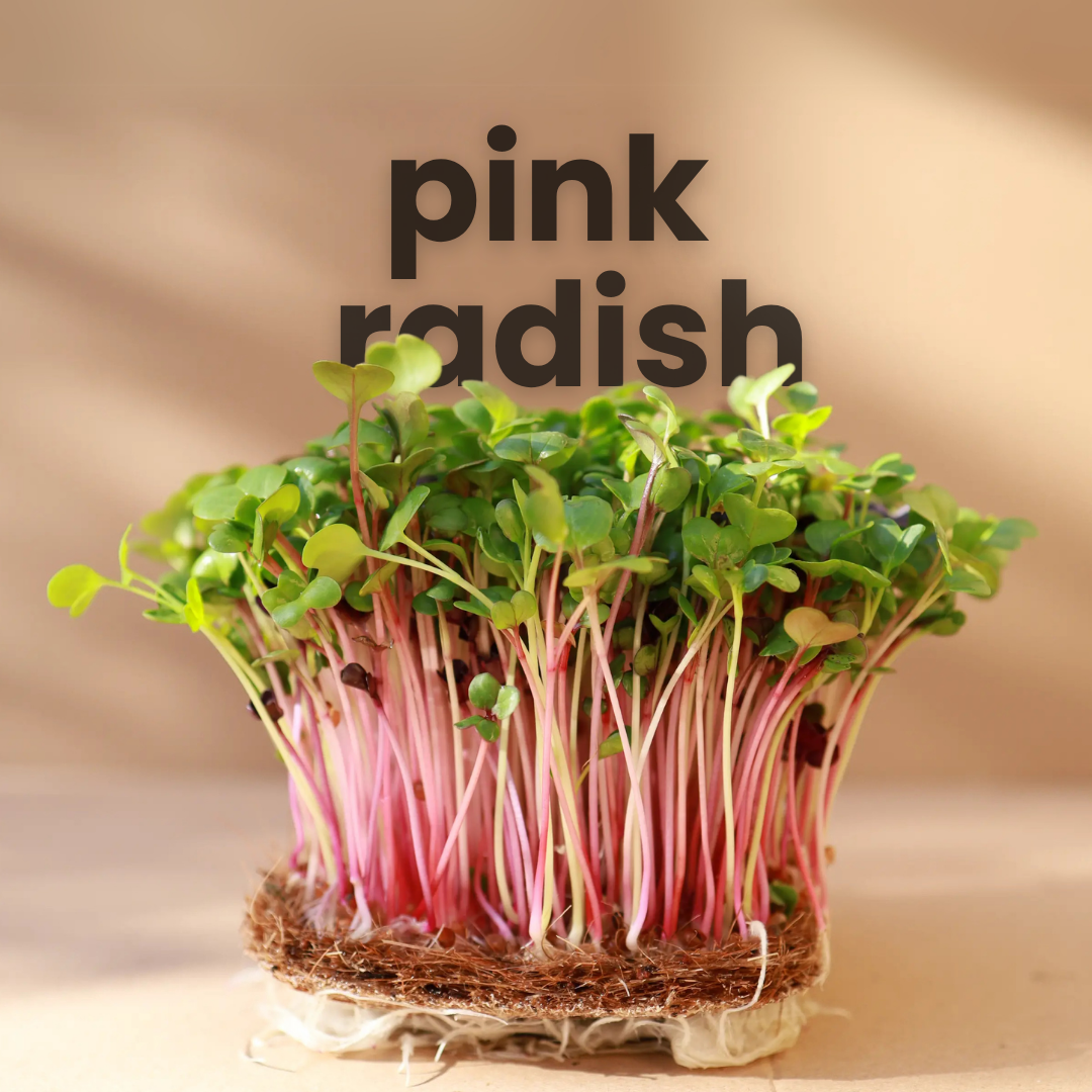 Pink Radish