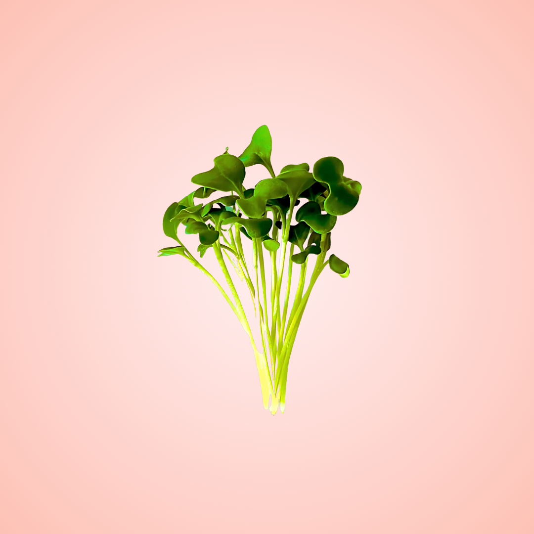 Broccoli