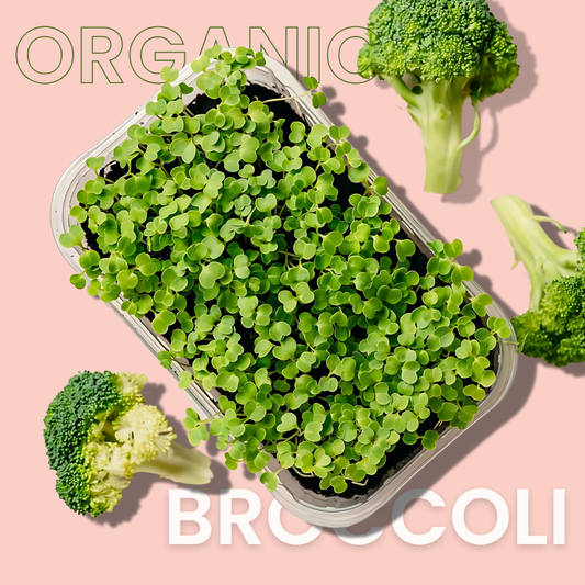 Broccoli