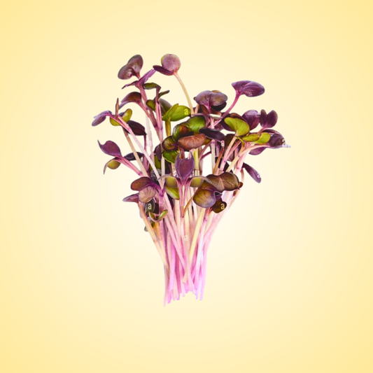Purple Radish