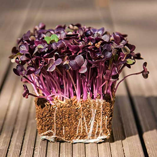 Purple Radish
