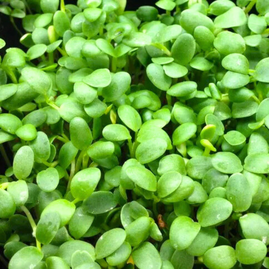 Clover