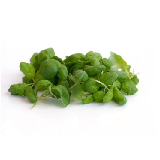 Basil
