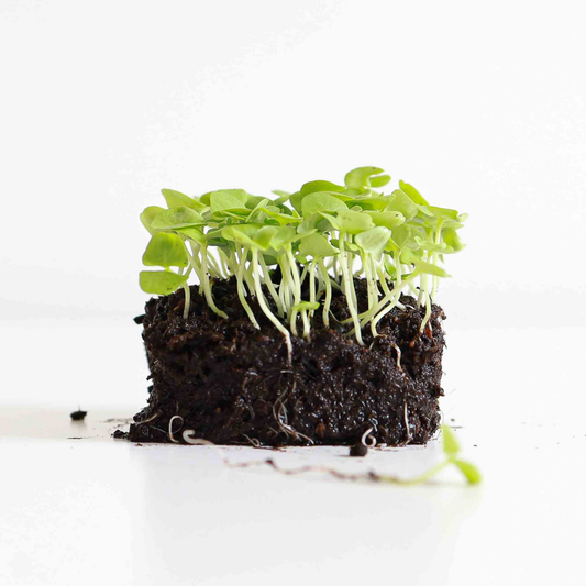Basil