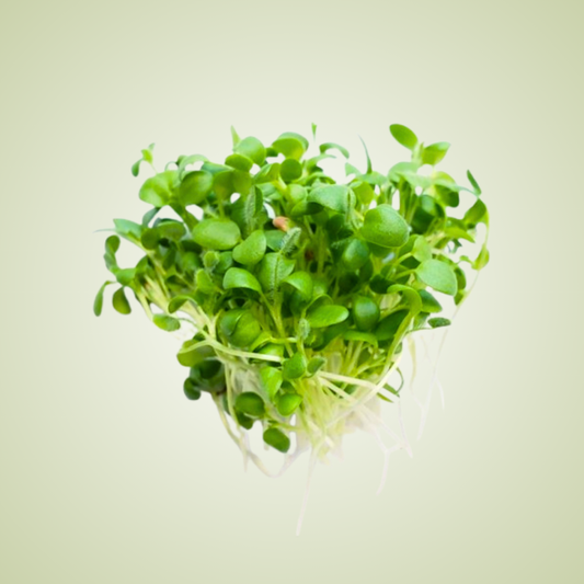 Clover